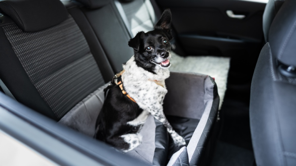 Gurt, Box oder Beifahrersitz?: So transportiert man Hunde sicher