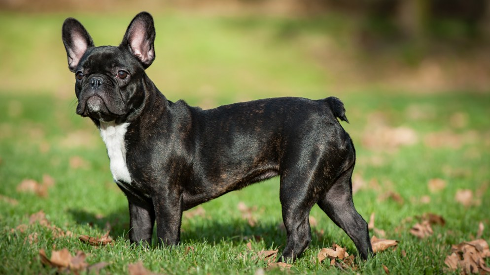 Französische Bulldogge: Herkunft, Aussehen