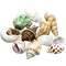HOBBY Sea Shells Set M - 10 Stück 