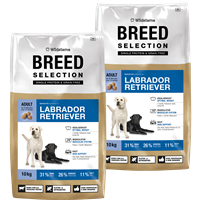 Wildsterne Breed Selection - Labrador Retriever